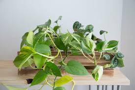 Plante verte interieur peu lumiere. Tout Savoir Sur Le Pothos Cette Plante D Interieur Tombante Vert Bobo