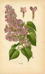 Are there any free stock photos of flowers? 50 Favorite Free Vintage Flower Images The Graphics Fairy