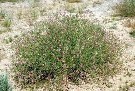 Image result for Xerophyta squarrosa