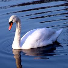 Swans are grouped with the closely related geese in the subfamily anserinae where swans form the tribe cygnini. Meet The Swans City Of Sumter Sc