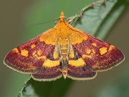 Image result for Pyrausta aerealis