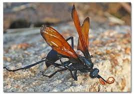 They are large, reaching an inch and a half long. Tarantula Hawk Photos Video Desertusa