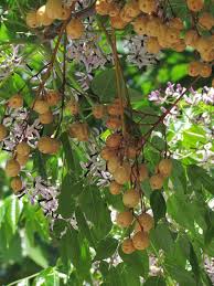 Image result for Melia azedarach