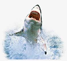 We did not find results for: Sharks Shark Fishies Fish Dolphin Whale Whale Sharkremi Shark Jumping Out Of Water High Res Transparent Png 994x872 Free Download On Nicepng