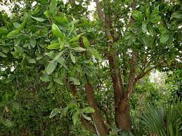 Sunuk pahari viiiage is located in bankura. Find Parks In Jhargram Wb