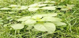 Image result for Eremospatha haullevilleana