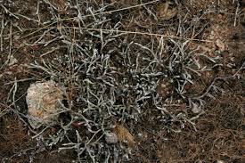 Image result for Selaginella dregei