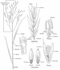 Image result for Leptochloa coerulescens