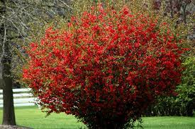 Texas scarlet flowering quince 4 plant special (organic). Texas Scarlet Quince For Sale Online The Tree Center