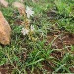 Image result for Chlorophytum affine