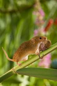 Beautymothernature Mama Mouse Her Bab Share Moments Schattige Dieren Dieren Schattigste Dieren