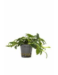 Image result for Astropanax barteri