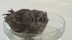 Curbie, the little baby owl, is extremely cute. Baby Owl Takes A Bath Album On Imgur