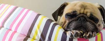 Rapid breathing is something almost all puppies do when they fall asleep. Why Dogs Breathe Fast When Sleeping Wag