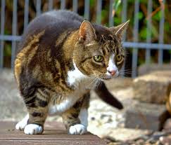 The feline life stressors section describes the common situations that affect cat's health and welfare, and how to avoid them! Arthritis In Cats Signs Symptoms Treatment Options