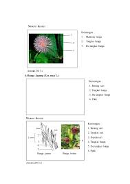 Sukulen tasbih variegata (senecio rowleyanus) merupakan varietas tanaman hias yang berasal dari padang pasir afrika. Laporan Praktikum 6 Bunga Majemuk Morfologi Tumbuhan