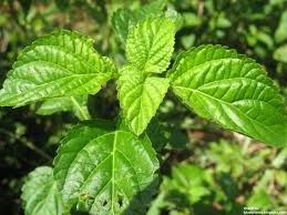 Daun kapal terbang atau nama saintifiknya, chromolaena odorata syn eupatorium odoratum adalah sejenis tumbuhan yang bukan sahaja digunakan oleh masyarakat di negara ini. Minyak Kapal Terbang Daun Kapal Terbang