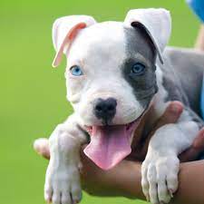 Red Nose Pitbull Puppies For Sale Baby Pitbulls For Sale Pitbull Puppies For Sale Pitbull Puppies Red Nose Pitbull Puppies