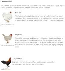 Feel interested to breeding chicken? Keeping Chickens The Ultimate Beginners Guide For The Australian Backyard