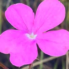 Image result for Cycnium tubulosum