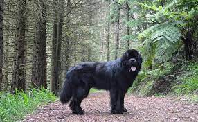 It has been called the st. Newfoundland Breed Information Guide Facts And Pictures Bark