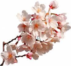 Sakura free fire png : Sakura Png Free Fire Page 4 Png Lux