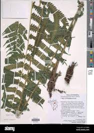 Image result for Christella gueinziana