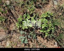 Image result for Asclepias albens