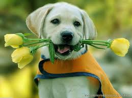 Cute Animals Google Zoeken Cute Dogs Cute Animals Cute Animal Pictures