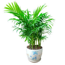 Image result for Euphorbia cataractarum