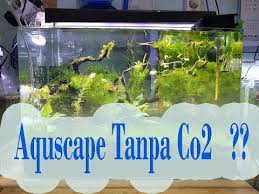 Spesies tanaman ini mengalami popularitas yang meningkat secara signifikan selama 5 hingga 10 tahun terahir di dunia aquascaping. Aquascape Tanpa Co2 Kok Bisa Yaa By Anton Pewe