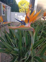 Bird Of Paradise Flower Strelitzia Birds Of Paradise Flower Birds Of Paradise Plant Birds Of Paradise