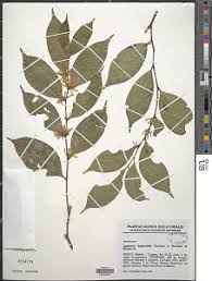 Image result for Leptaulus