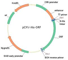 An orf is a continuous stretch of codons that begins with a start codon. Wnv Wnv Capsid Protein Cdna Orf Clone N His Tag Vg40344 Nh Sino Biological