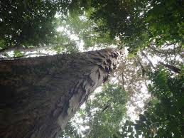 Image result for Pachylobus osika