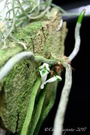 Image result for Microcoelia bulbocalcarata