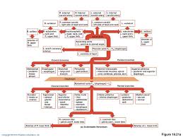 Chapter 19 C The Blood Vessels Ppt Download