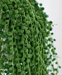 Idee per interni → collezioni di piante da interno pendenti. Kaufen Sie Jetzt Zimmerpflanze Erbsenpflanze Bakker Com Piante Grasse In Vaso Piante Grasse Piante