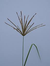 Image result for Chloris gayana