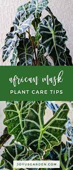 African Mask Plant Care Growing An Alocasia Plant Plant Care Alocasia Plant African Plants