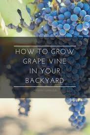 how to grow grape vine in your backyard growbackyardgrapes backyardgrapegrowing growing grapes grape vines grapes