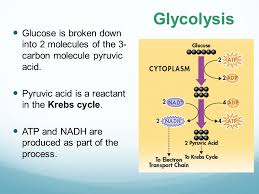 Cellular respiration refers to a set of processes and reactions taking place in the cells to convert the energy that they obtain from nutrients into atp. 9 2 The Process Of Cellular Respiration Ppt Download