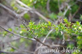 Image result for Arthropteris orientalis