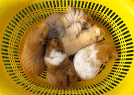 Though some small animals are much more low maintenance than larger. Best Small Pets For Kids In Singapore Honeykids Asia