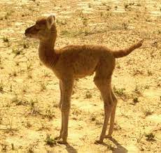 Support us by sharing related terms for camel page! Pin On Animals