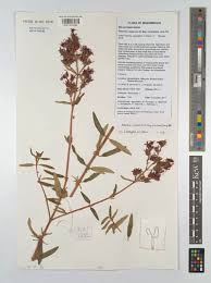 Image result for Heterotis canescens