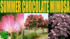 Thrives in warm, tropical and subtropical climates. Summer Chocolate Mimosa Tree Albizia Julibrissin Persian Silk Tree Youtube