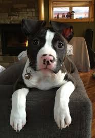 Pin By Jose Velez On Pitbull Pictures Pitbulls Pitbull Terrier Doggy