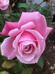 Pin By Christine On 1 A File General Beautiful Rose Flowers Rainforest Flowers Amazing Flowers