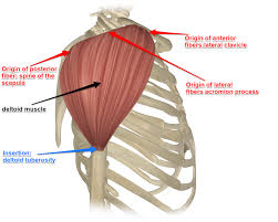 This is a table of skeletal muscles of the human anatomy. The Deltoid Muscle And Its Attachments Yoganatomy